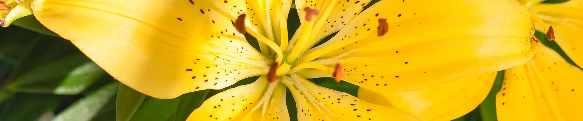 Lilium Asiatic, gelb Lilium Asiatic, gelb