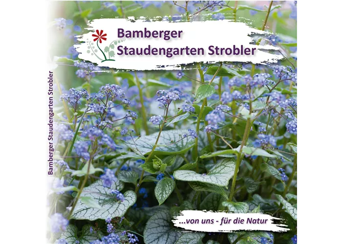 Unser neuer Staudenkatalog ist da! Unser neuer Staudenkatalog ist da!