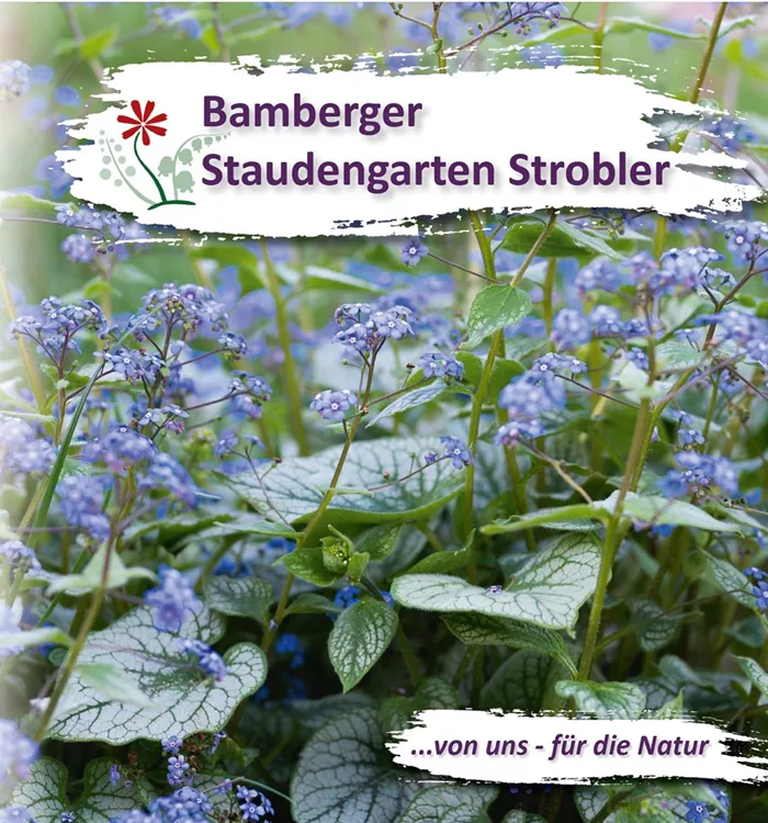 Unser neuer Staudenkatalog ist da! Unser neuer Staudenkatalog ist da!