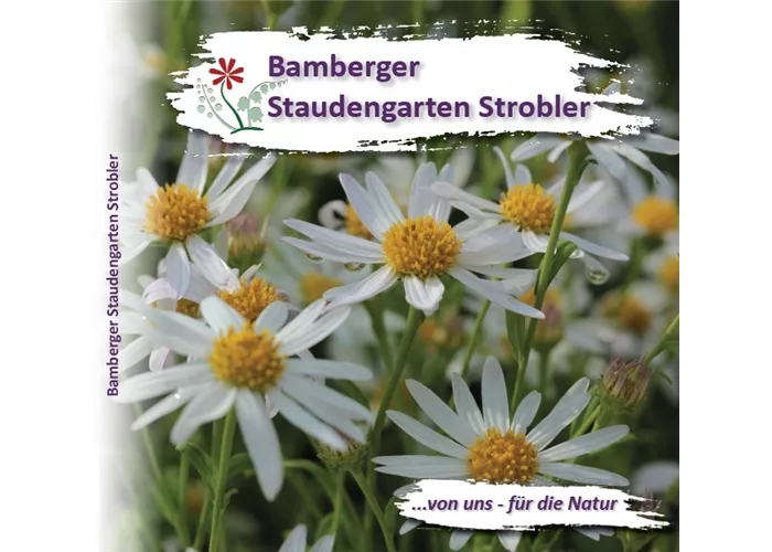 Unser neuer Staudenkatalog ist da!