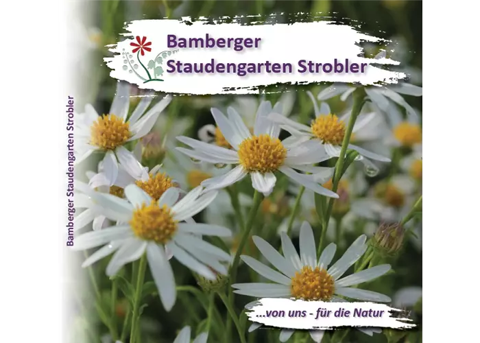 Unser neuer Staudenkatalog ist da!