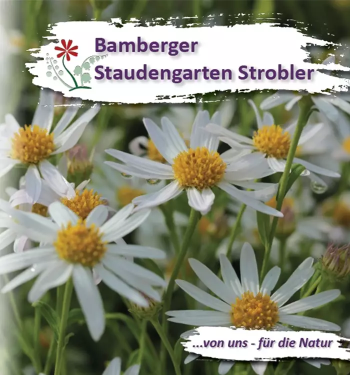 Unser neuer Staudenkatalog ist da!