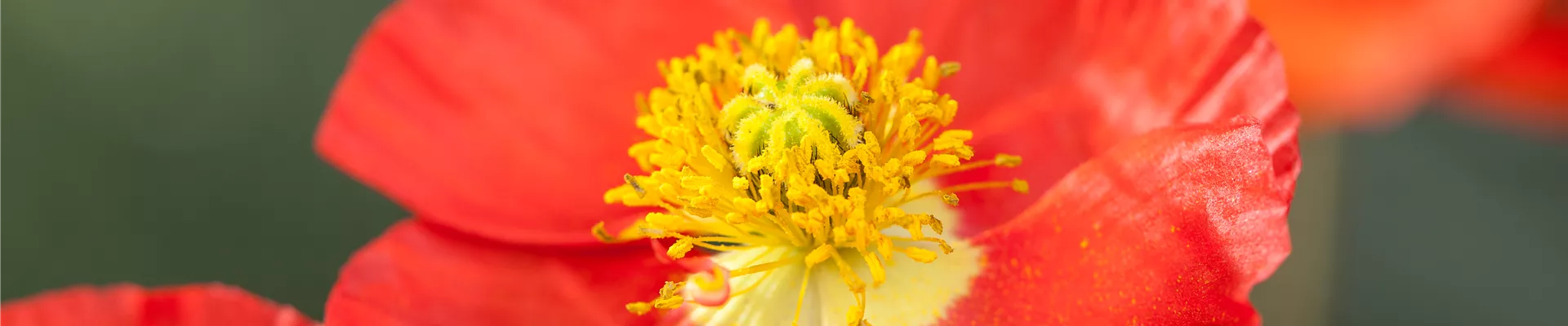 Papaver nudicaule, rot Papaver nudicaule, rot