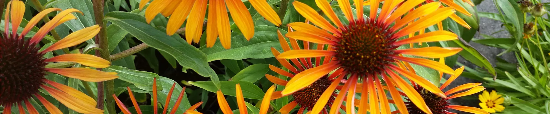 Echinacea Flame Thrower Echinacea Flame Thrower