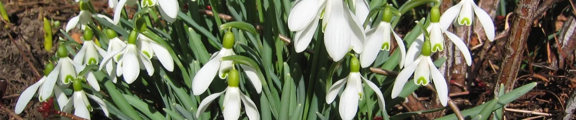 Galanthus - Schneeglöckchen - G