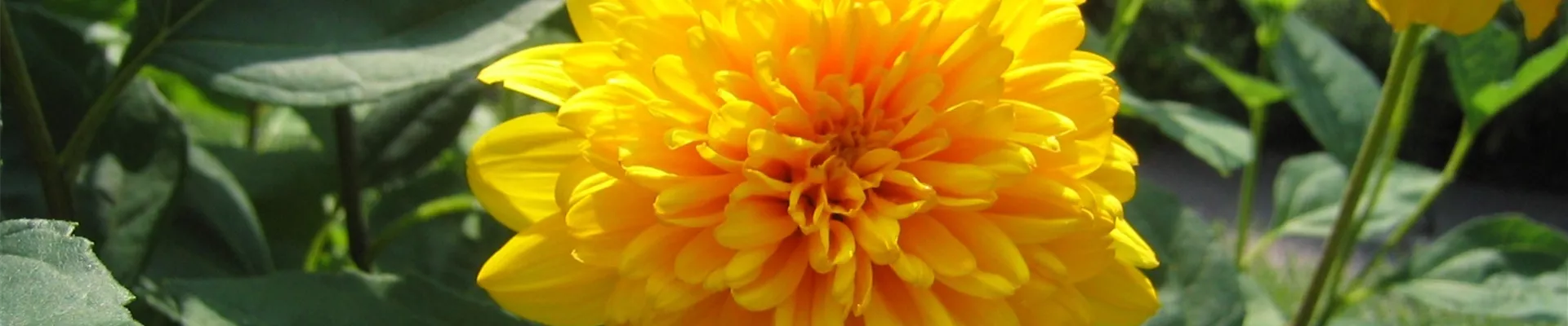 Helianthus decapetalus 'Soleil d'Or' - Staudensonnenblume - K Helianthus decapetalus 'Soleil d'Or' - Staudensonnenblume - K