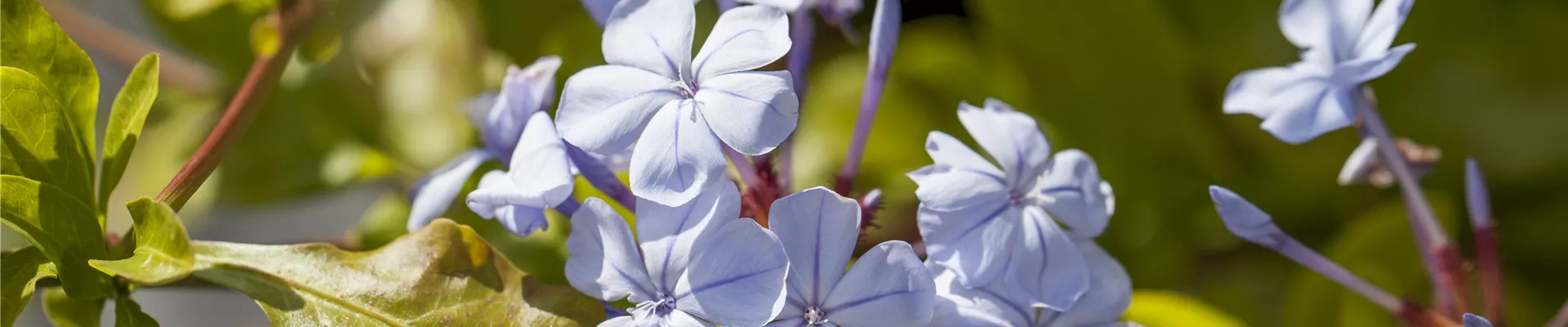 Plumbago auriculata Plumbago auriculata