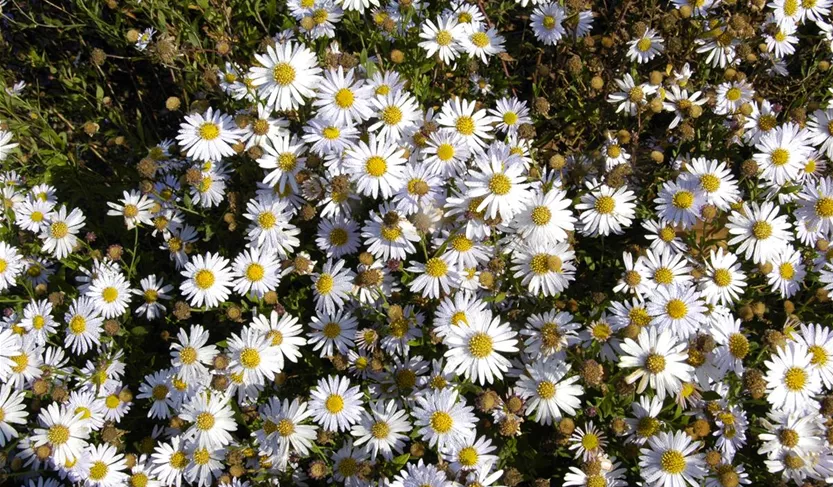 Kalimeris incisa 'Madiva'