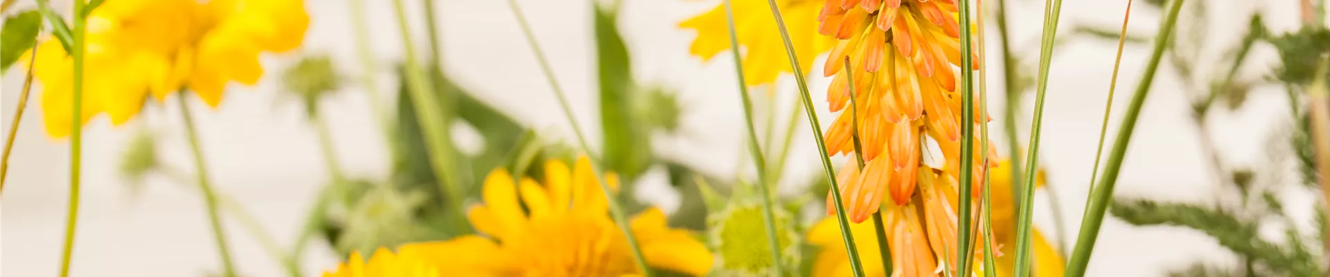Kniphofia uvaria, orange Kniphofia uvaria, orange