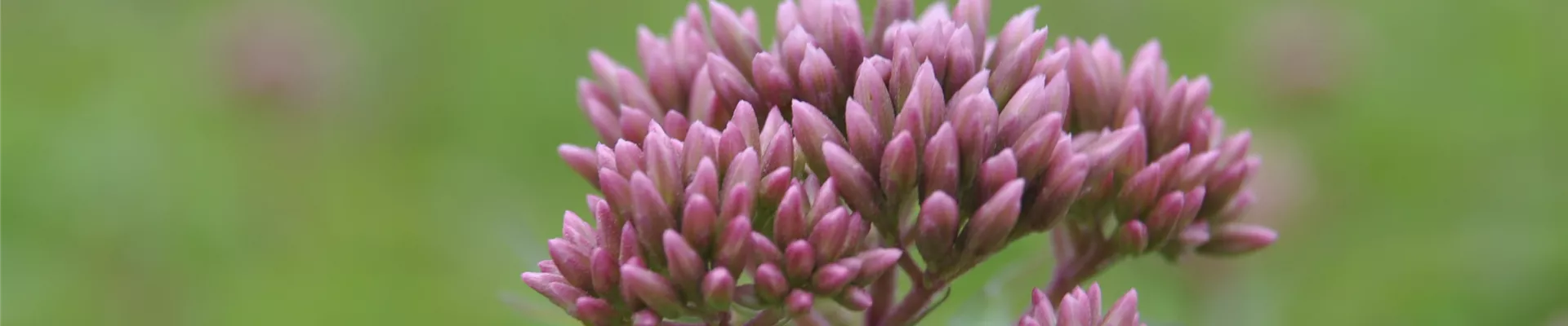 Eupatorium purpureum Eupatorium purpureum