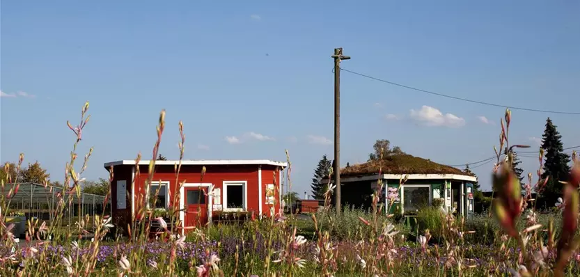 Blick auf Pavis, Gaura im Vordergrund.jpg
