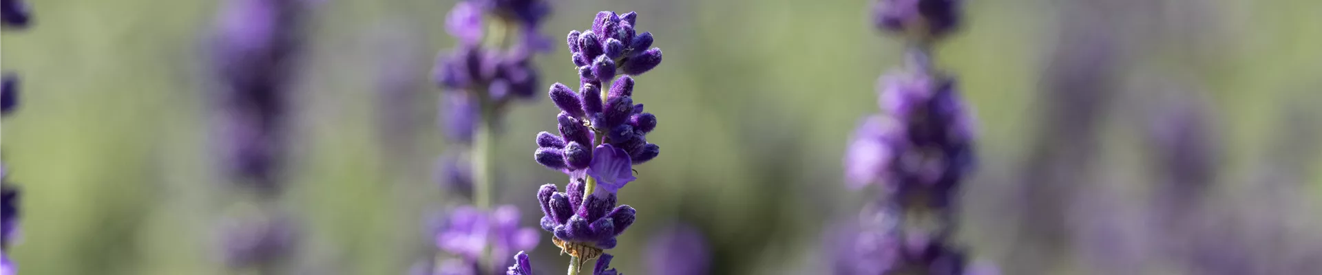 Lavandula angustifolia Lavandula angustifolia