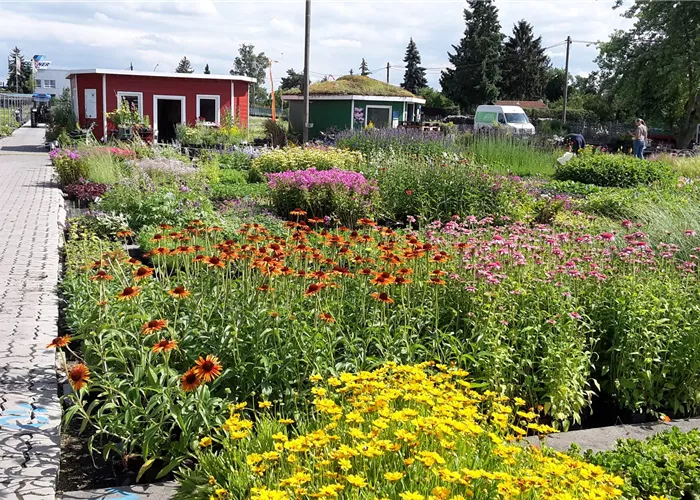 Bamberger Staudengarten Verkauf Bamberger Staudengarten Verkauf