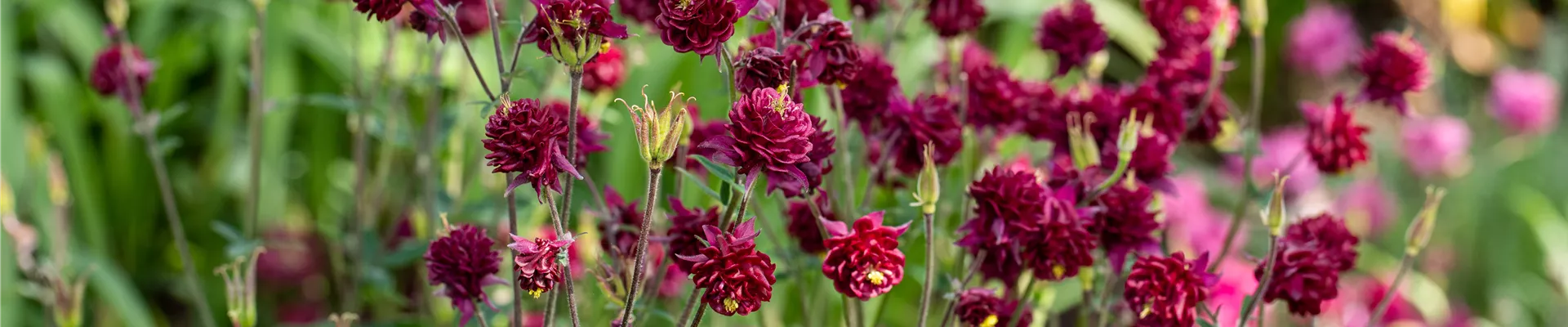 Aquilegia vulgaris 'Plena dunkelrot'