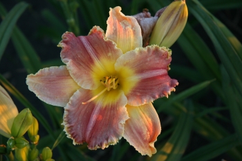 Hemerocallis 'Startle' Taglilie Daylily essbare Blüten